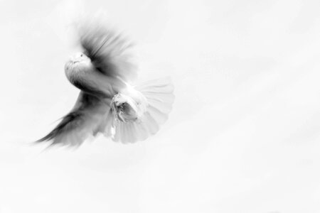 Pigeon innocence purity