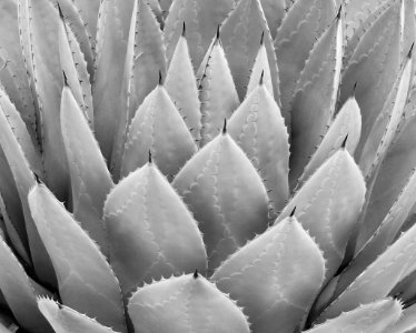 Cactus in monochrome