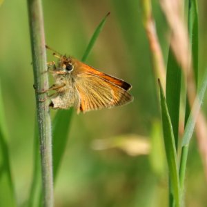Pole-dancing Skipper 01