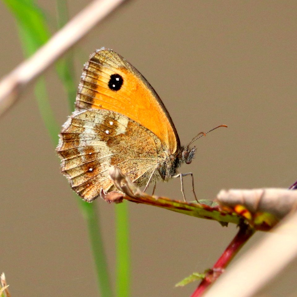 Another Gatekeeper