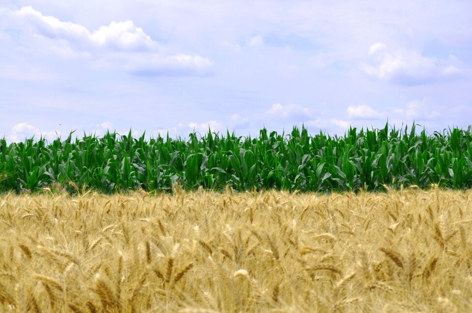 Grain agriculture harvest