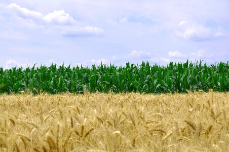 Grain agriculture harvest photo