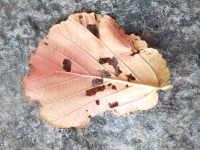 Hamamelis by tractor shed