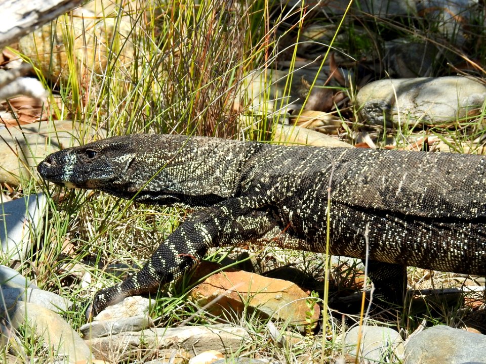 Tree goanna or lace monitor