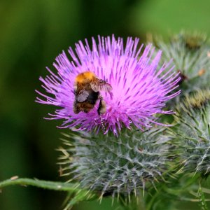 A Very Busy Bee photo