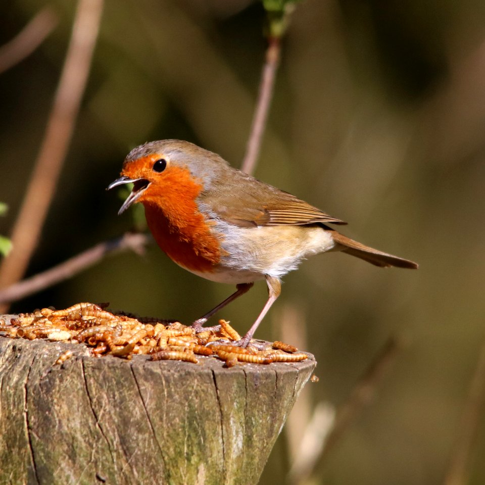 "Are All These For Me" asks Robin