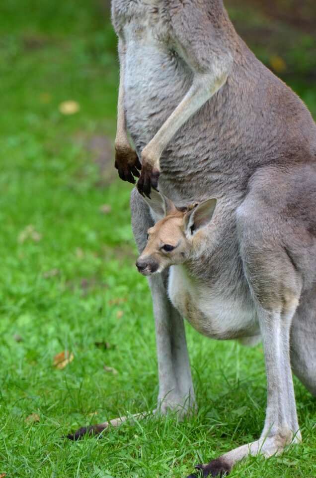 Zoo animal young