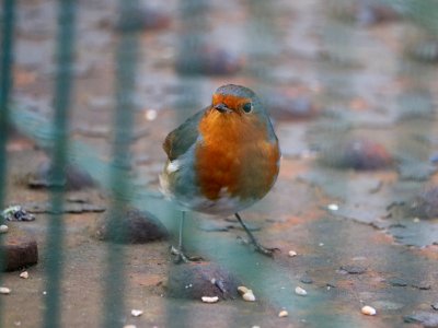 Gaol Bird. photo