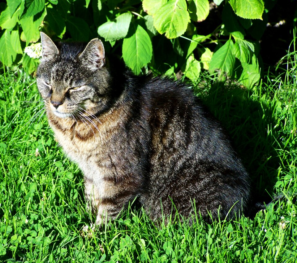 Brown-gray cat tabby kitten pets