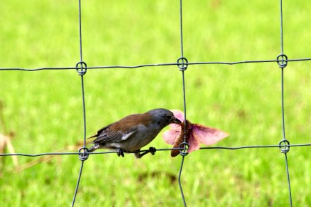 Grey shrikethrush
