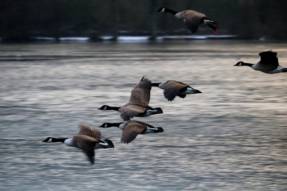 SWT Westport Lake. 31/01/2019