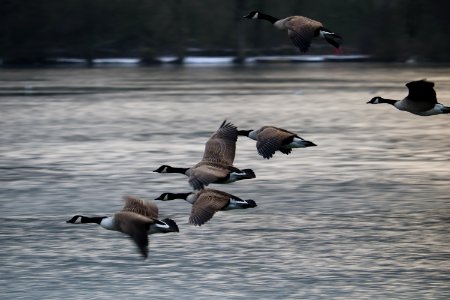 SWT Westport Lake. 31/01/2019