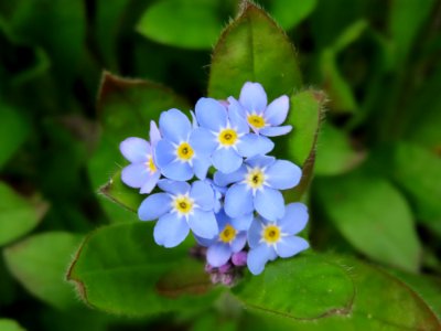 Forget-me-not photo