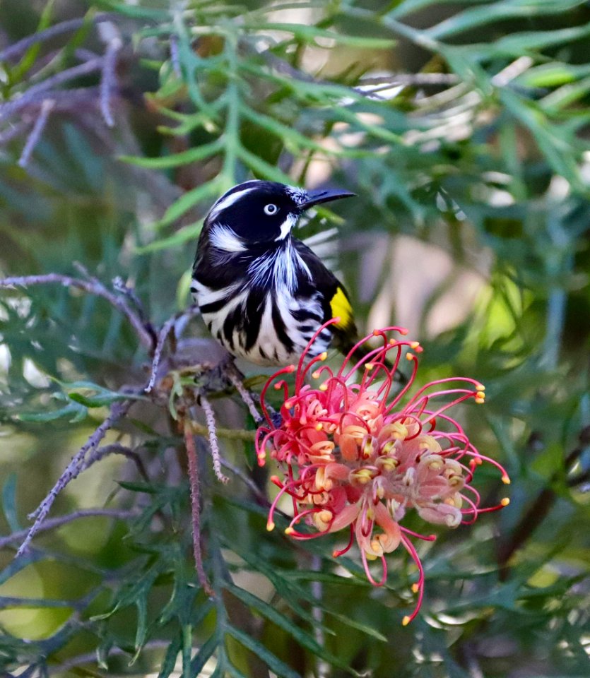 New holland honeyeater
