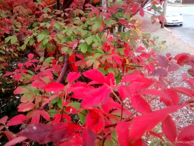 IMG 20151106 102020411