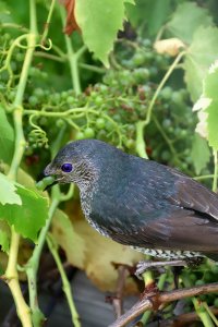 Female or juvenile satin bowerbird