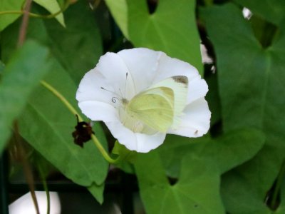 Calystegia sepium photo