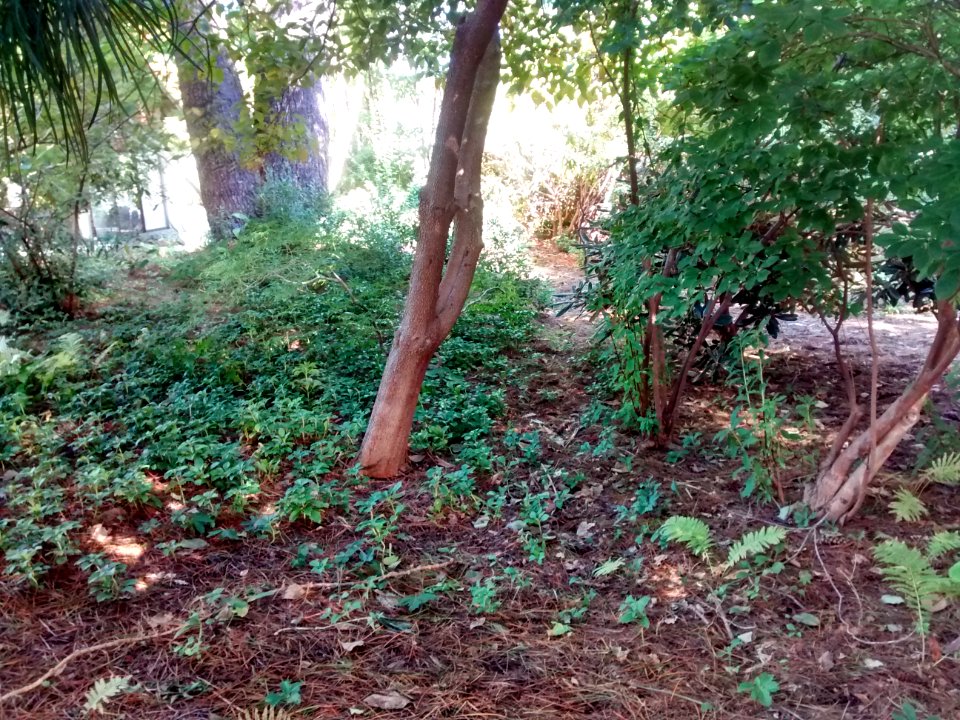 leaning Cornus florida trunk