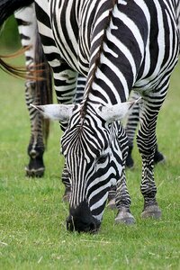 Animal zebra safari photo