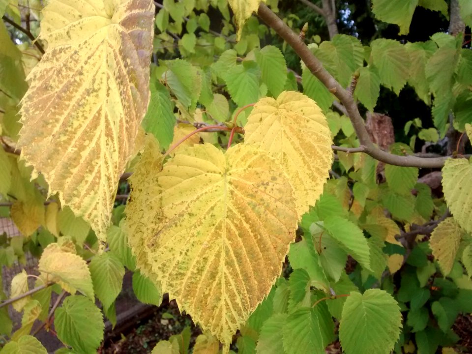 Dove Tree fall color
