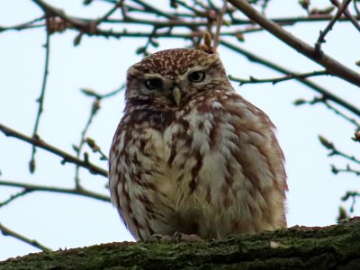 Athene noctua photo