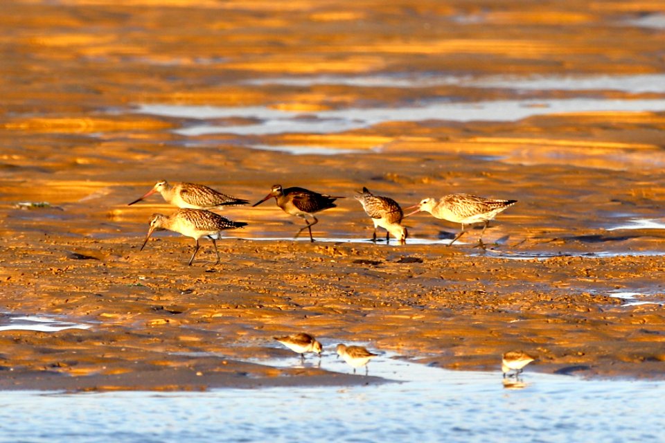 Bar tailed godwits