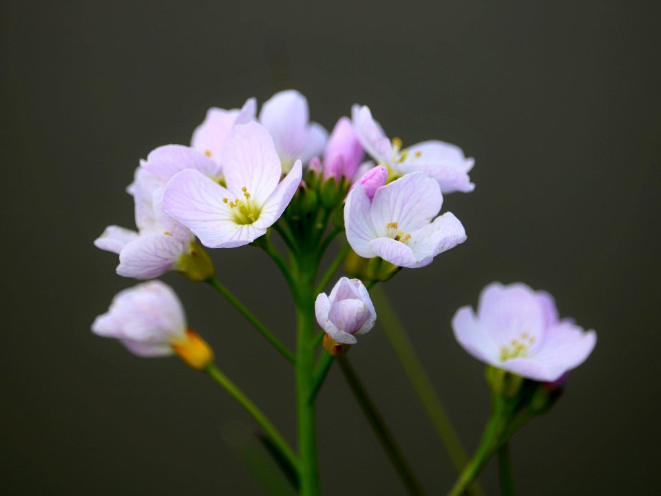 Cardamine Pratensis