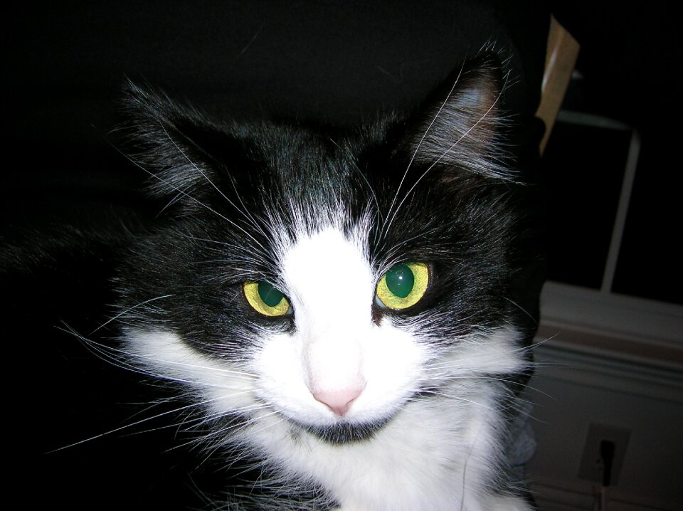 Pet domestic tuxedo