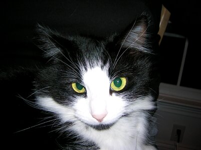 Pet domestic tuxedo