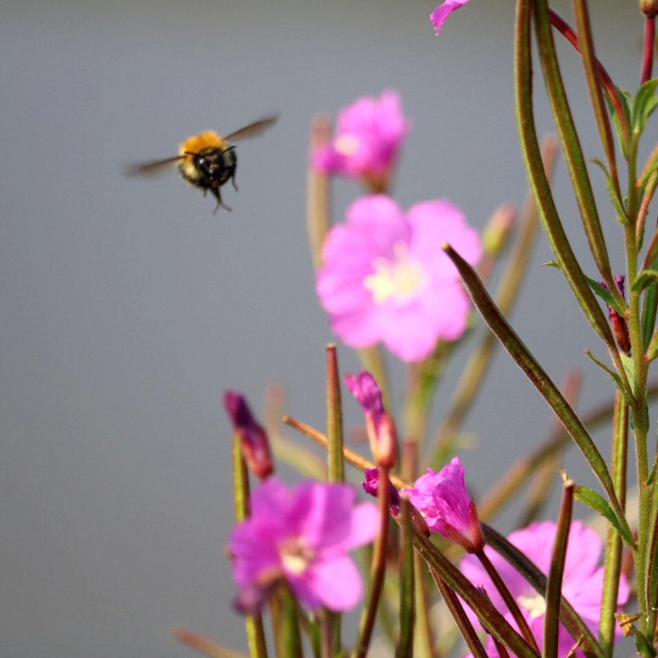 Great Willowherb - Pink Bokeh