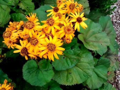 Ligularia photo