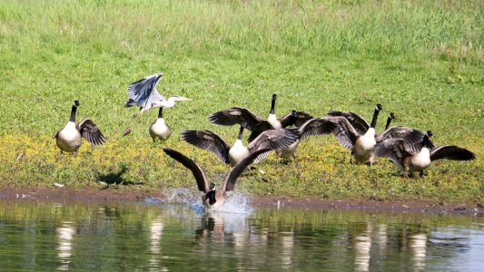 Geese in a flap. photo