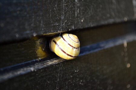 Cottage home mollusc