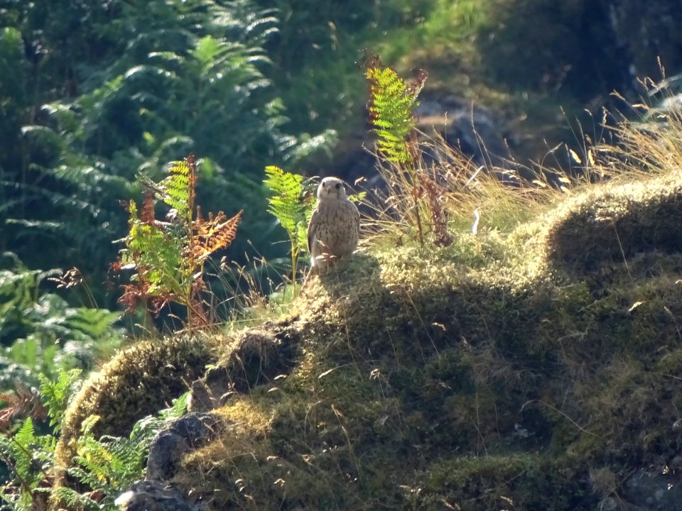 Juvenile Kestrel photo