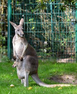 Zoo animal young photo