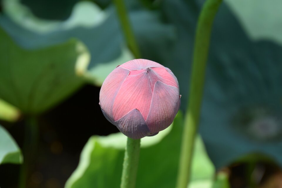 Blossom pond summer