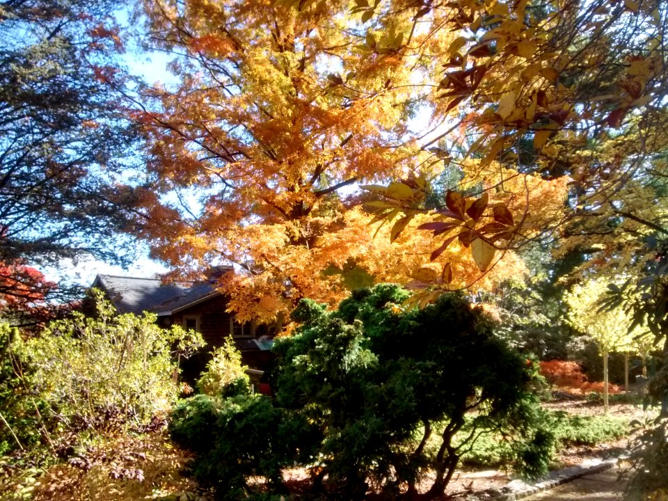 IMG 20151029 115820809 HDR