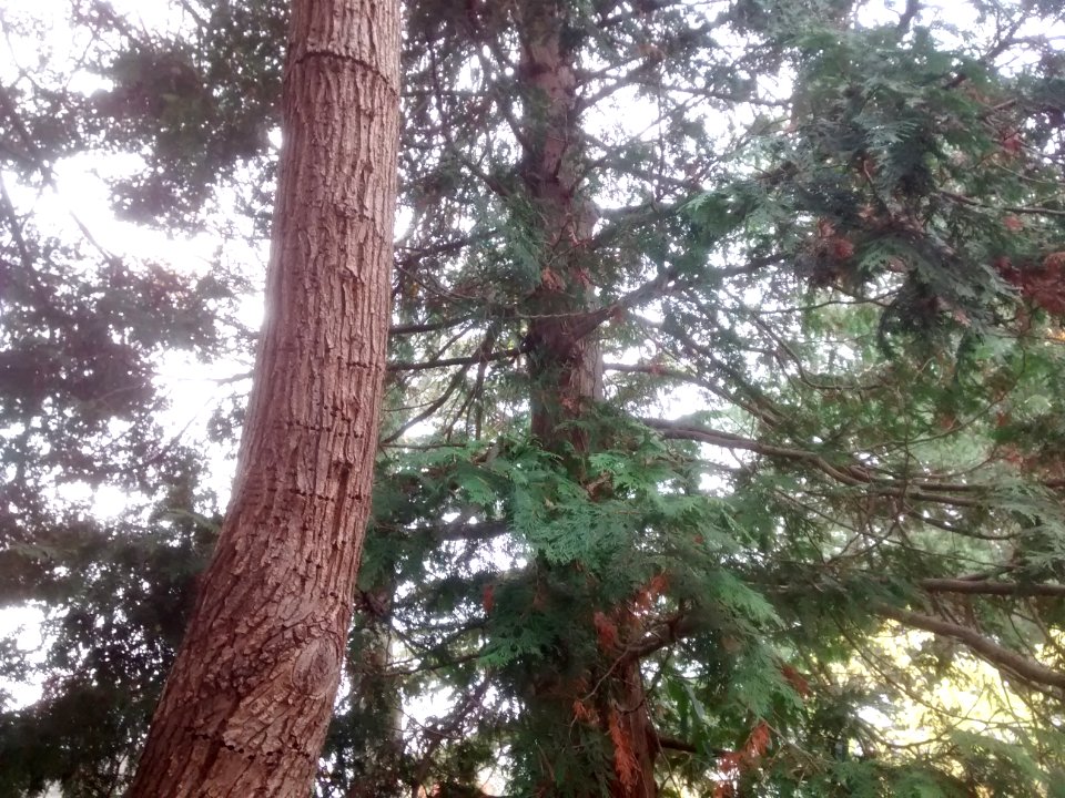 IMG 20151106 100555920