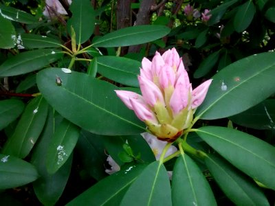 Rhodo R15A bud