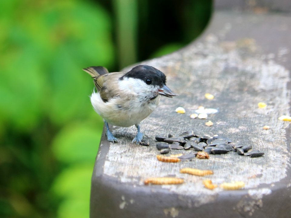 Marsh Tit photo