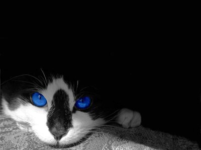 Pet blue eyes photo
