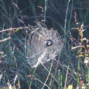 Wide White Web photo