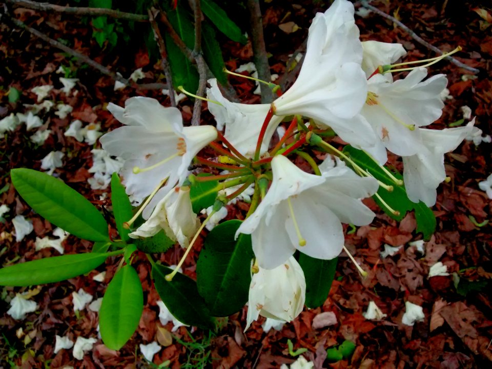 rhodo R46A southwest corner 2