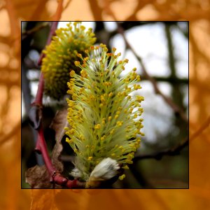 Pollen photo