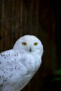 Owl zoo portrait