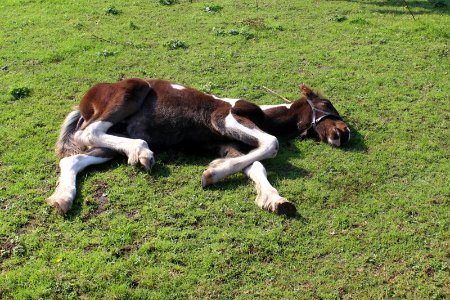 Resting Foal