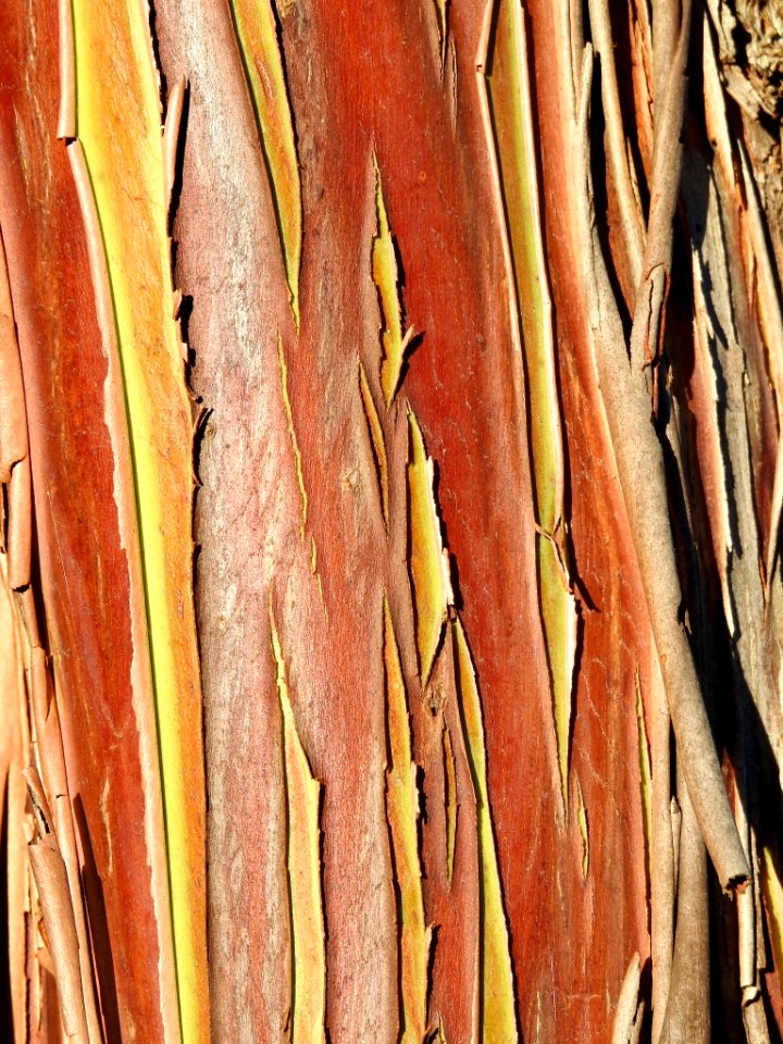 Silver princess eucalyptus