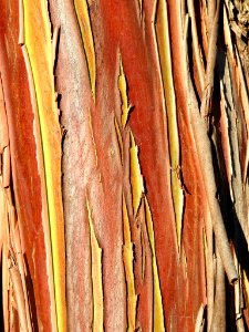 Silver princess eucalyptus