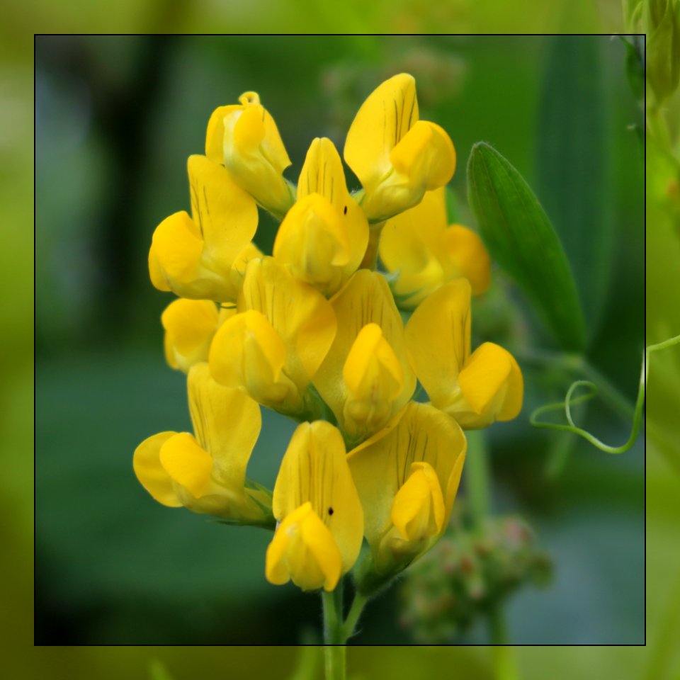 Birds-foot Trefoil. photo