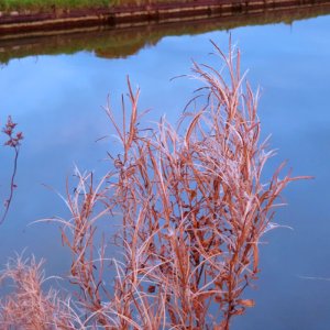 Brown Seedheads photo